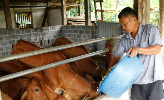  Mô hình chăn nuôi bò lai Sind sinh sản của gia đình ông Mạc Văn Tuyên, xóm Gốc Hồng, xã Quy Kỳ (Định Hóa) cho thu nhập gần 100 triệu đồng mỗi năm.