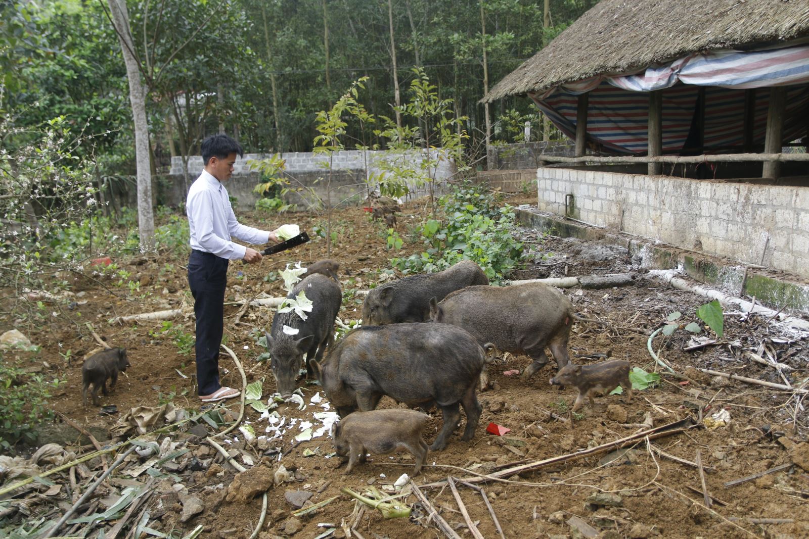  Nhờ nguồn vốn vay ưu đã từ NHCSXH huyện Định Hóa, gia đình anh Ngô Văn Vỹ, xóm Bản Mới, xã Kim Phượng (Định Hóa) đầu tư chăn nuôi lợn rừng đem về thu nhập hàng trăm triệu đồng mỗi năm.