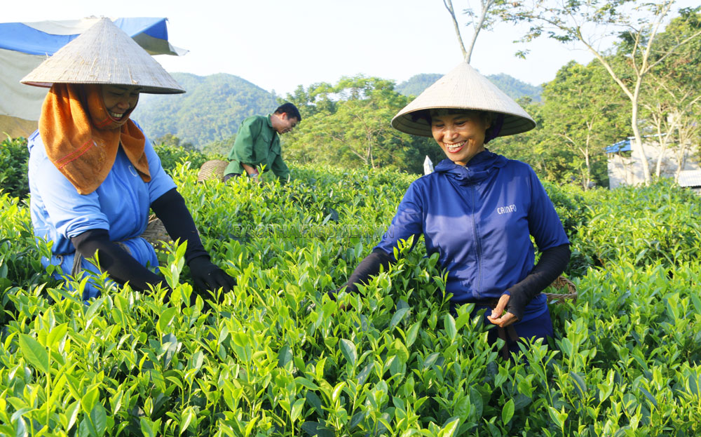  Người dân Làng nghề chè Sơn Thắng, xã Sơn Phú, thu hái chè.