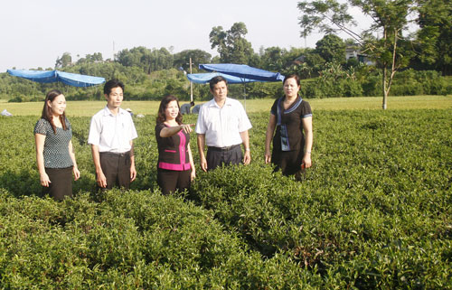  Đồng chí Ma Thị Nguyệt cùng đoàn công tác kiểm tra tại hợp tác xã chè Tân Hương, xã Phúc Xuân, T.P Thái Nguyên