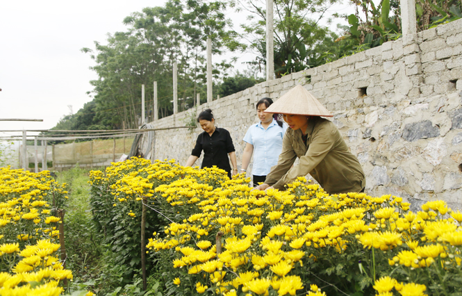  Chị Lý Thị Ngọ (ngoài cùng bên trái), hội viên Hội LHPN xã Nam Hòa (Đồng Hỷ) đã giúp gia đình  thoát nghèo nhờ mô hình trồng hoa.