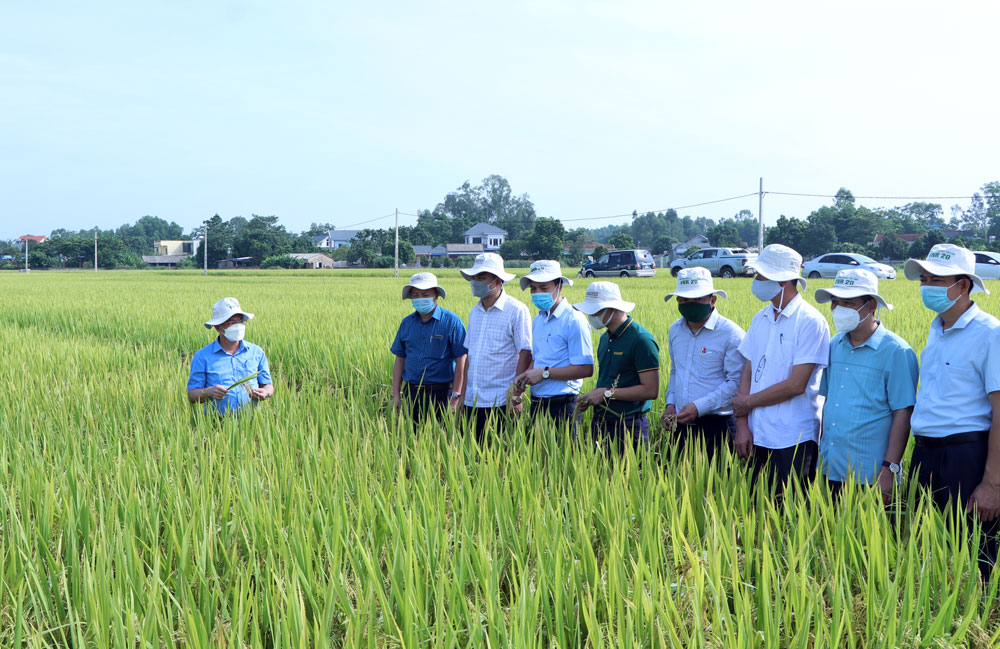  Các đại biểu đánh giá chất lượng lúa tại ruộng. 