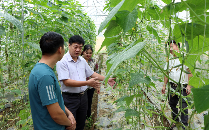  Mô hình trồng dưa leo bao tử được triển khai trồng thử nghiệm tại Trung tâm Dịch vụ nông nghiệp T.X Phổ Yên đang sinh trưởng phát triển tốt