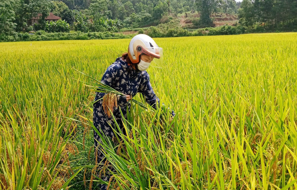 Cán bộ nông nghiệp huyện Đại Từ đánh giá năng suất lúa xuân tại xã Tân Linh.