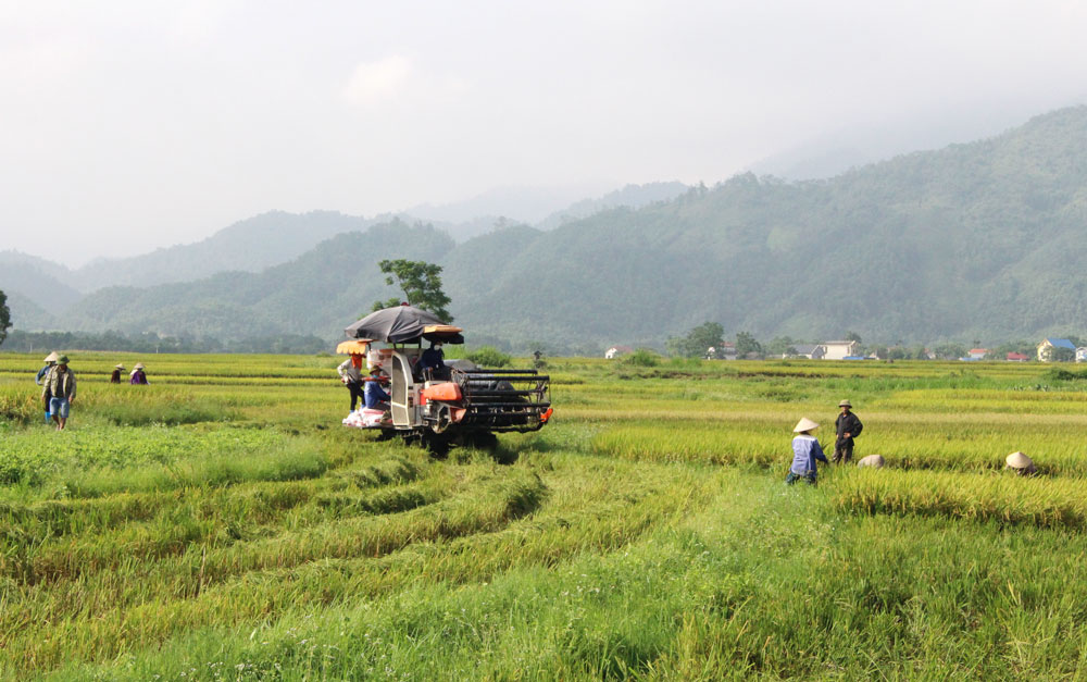  Nông dân xã Ký Phú (Đại Từ) khẩn trương thu hoạch lúa xuân, năng suất bình quân dự ước đạt 58,5 tạ/ha (tăng hơn 1 tạ/ha so với cùng kỳ năm trước).