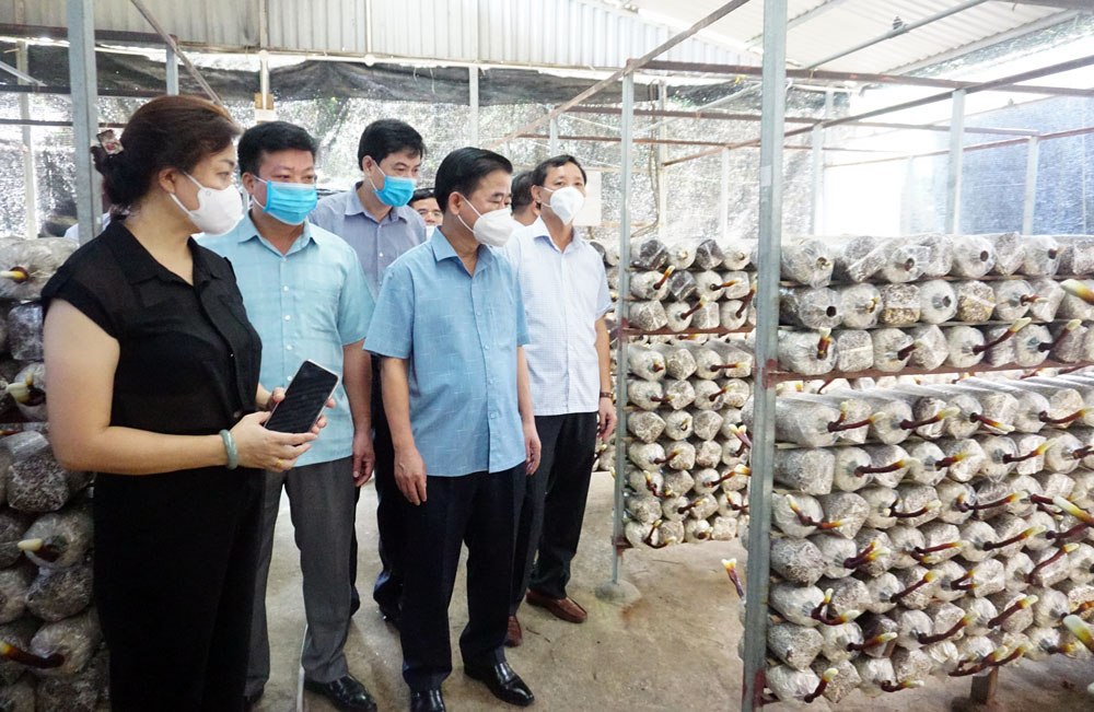  The provincial delegation inspected Phu Gia Mushroom Biology Limited Company in Hung Son town, Dai Tu district. 