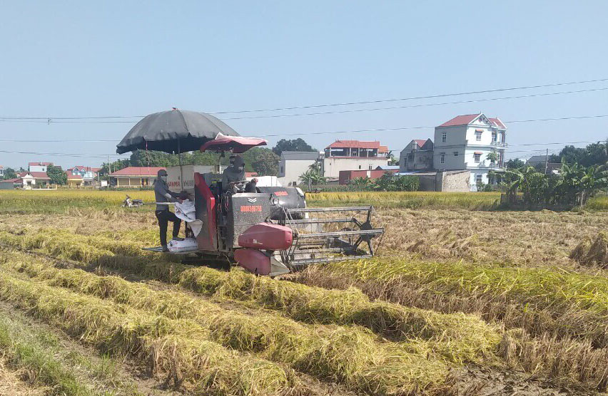  Xây dựng và phát triển thương hiệu “Nếp Thầu Dầu Phú Bình” theo tiêu chuẩn hữu cơ là một trong 9 dự án ưu tiên của địa phương để phát triển sản phẩm có lợi thế. Ảnh: T.L