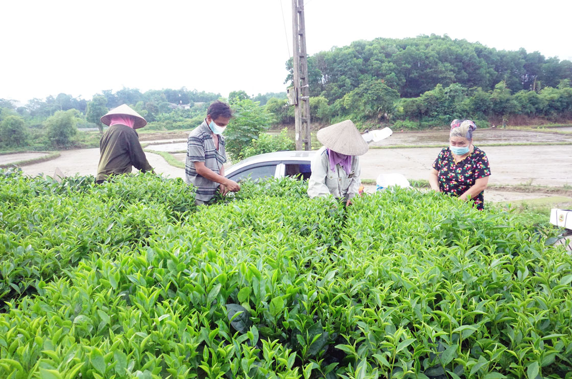  Người dân xã Phúc Xuân (T.P Thái Nguyên) khẩn trương thu hái chè chính vụ được sản xuất theo hướng an toàn, chất lượng sản phẩm chè ngày càng được nâng lên.