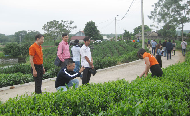  Du khách thích thú khi trải nghiệm tại vùng chè Tân Cương (T.P Thái Nguyên).