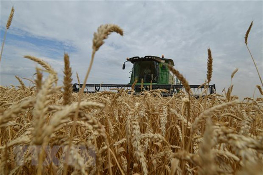  Thu hoạch lúa mỳ trên cánh đồng ở Stavropol, Nga. (Ảnh: AFP/TTXVN)