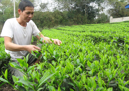  Nông dân xã Quyết Thắng, T.P Thái Nguyên chăm sóc chè