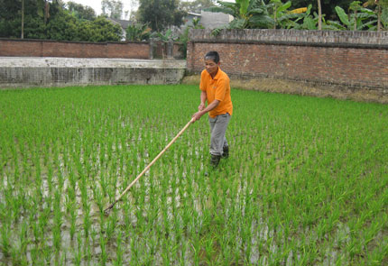  Nông dân phường Quang Vinh, T.P Thái Nguyên làm cỏ đợt 2 cho lúa xuân