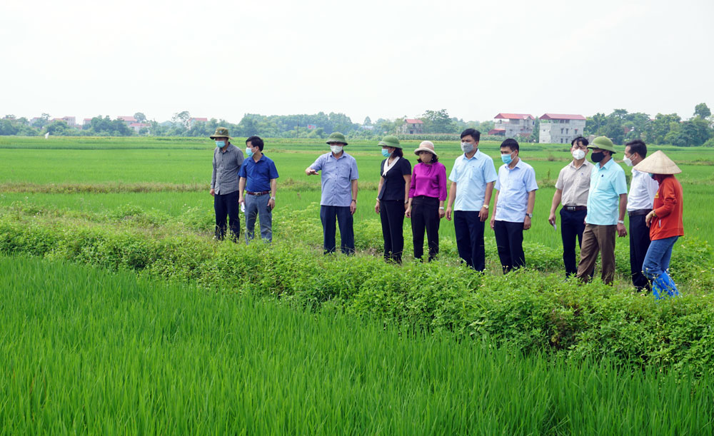  Đoàn công tác của Sở Nông nghiệp - PTNT kiểm tra mô hình cánh đồng mẫu lớn tại xã Tân Đức (Phú Bình).