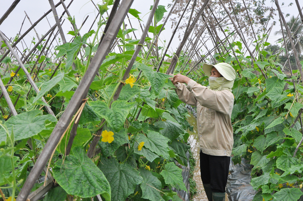  Rau, củ, quả được sản xuất theo tiêu chuẩn VietGAP tại HTX rau củ quả an toàn Dương Thành là một trong những sản phẩm lợi thế được huyện Phú Bình chú trọng đầu tư trong thời gian tới.