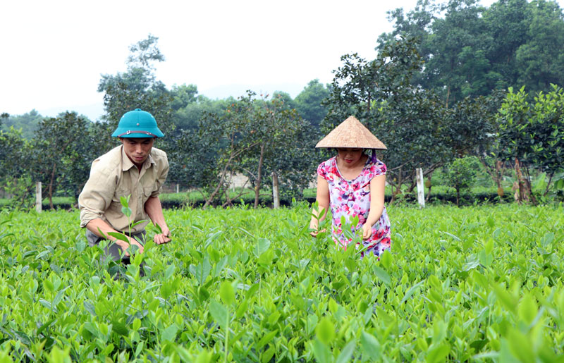  Người dân xóm 4, xã Phúc Thuận thu hái chè cành được sản xuất theo hướng an toàn.