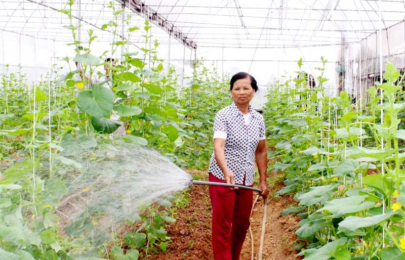  Nông dân huyện Phú Bình mạnh dạn áp dụng khoa học kỹ thuật, đưa những cây, con giống có giá trị kinh tế cao vào sản xuất, góp phần nâng cao thu nhập. Trong ảnh: Người dân xã Dương Thành trồng cây rau màu trong nhà lưới. Ảnh: T.L