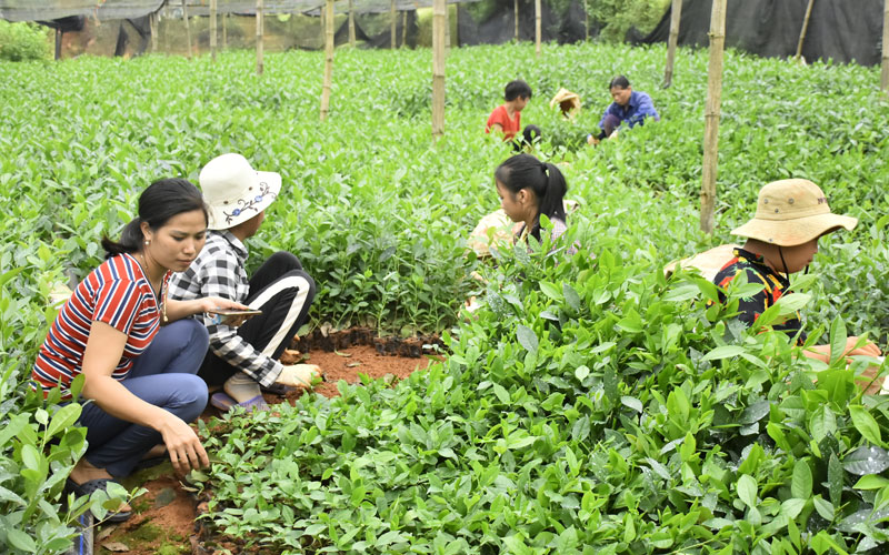  Vườn ươm giống cây nông, lâm nghiệp của chị Nguyễn Thị Nguyệt (ngoài cùng bên trái) tạo công ăn việc làm cho gần 100 lao động thời vụ và 3 lao động thường xuyên, với mức thu nhập từ 150 - 300 nghìn đồng người/người/ngày.