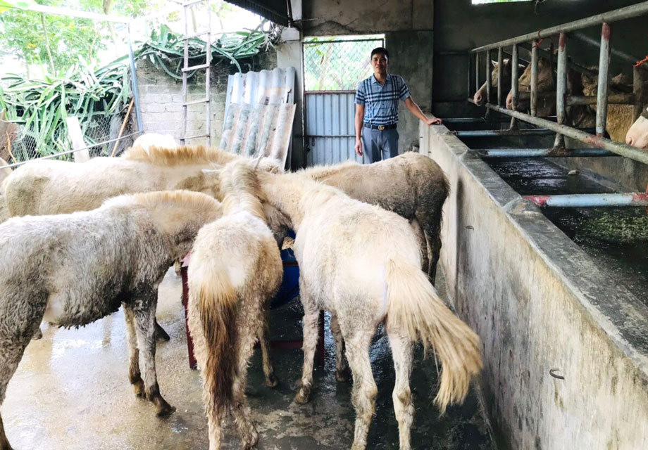  Gia đình anh Dương Văn Hoan, xóm Phẩm 1, xã Dương Thành( Phú Bình) thường xuyên duy trì nuôi 20 con ngựa bạch.