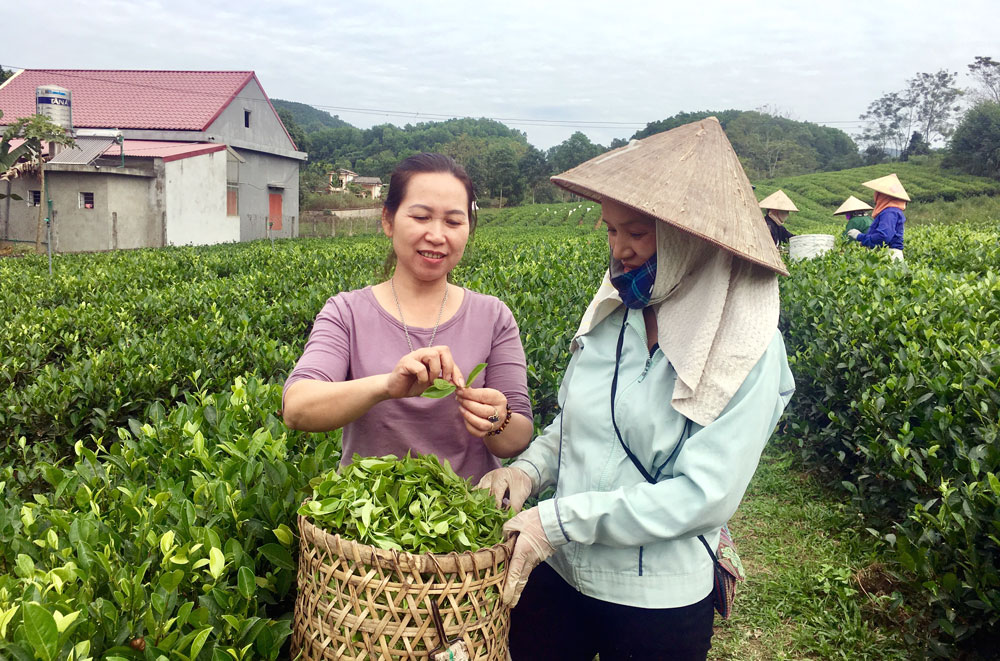  Vùng nguyên liệu của HTX chè Thịnh An tại thị trấn Sông Cầu (Đồng Hỷ) sản xuất theo quy trình VietGAP. (Ảnh: T.L)