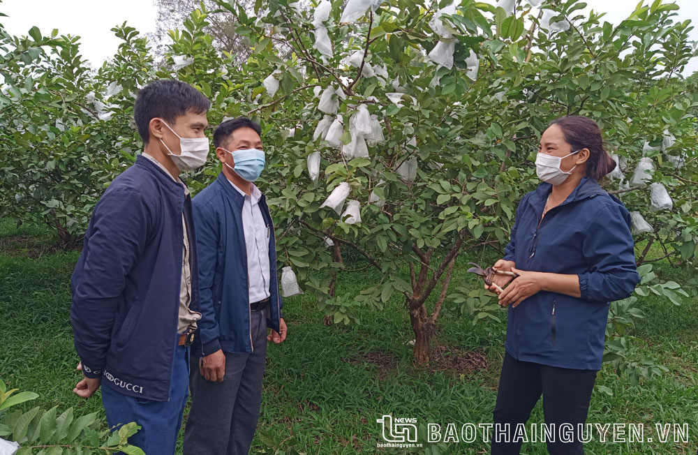  Mô hình trồng cây ăn quả của gia đình chị Nguyễn Thị Trang, người Công giáo ở xóm La Đao, xã Tân Kim, mỗi năm cho thu nhập hàng trăm triệu đồng.