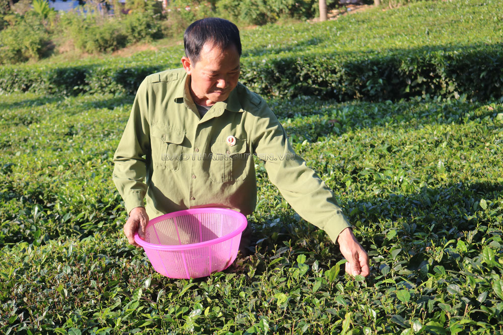  Thương binh Mai Viết Ái là một trong những người tích cực gìn giữ, phát huy giá trị Chỉ dẫn địa lý chè Tân Cương.