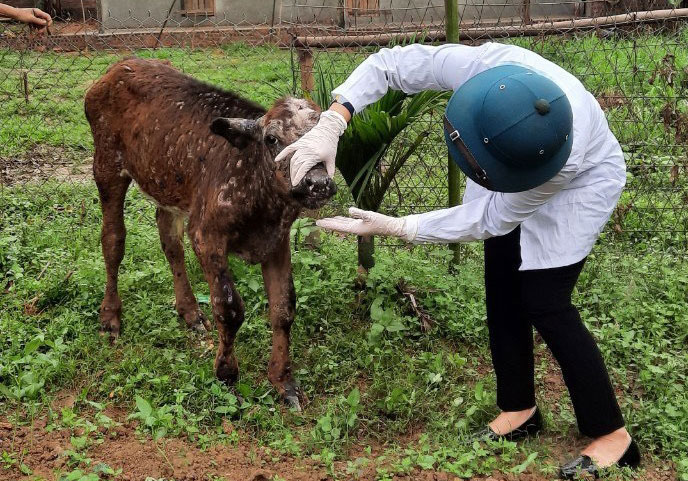  Cơ quan chuyên môn của huyện Phú Bình đi kiểm tra thực tế tại các xã có dịch bệnh.