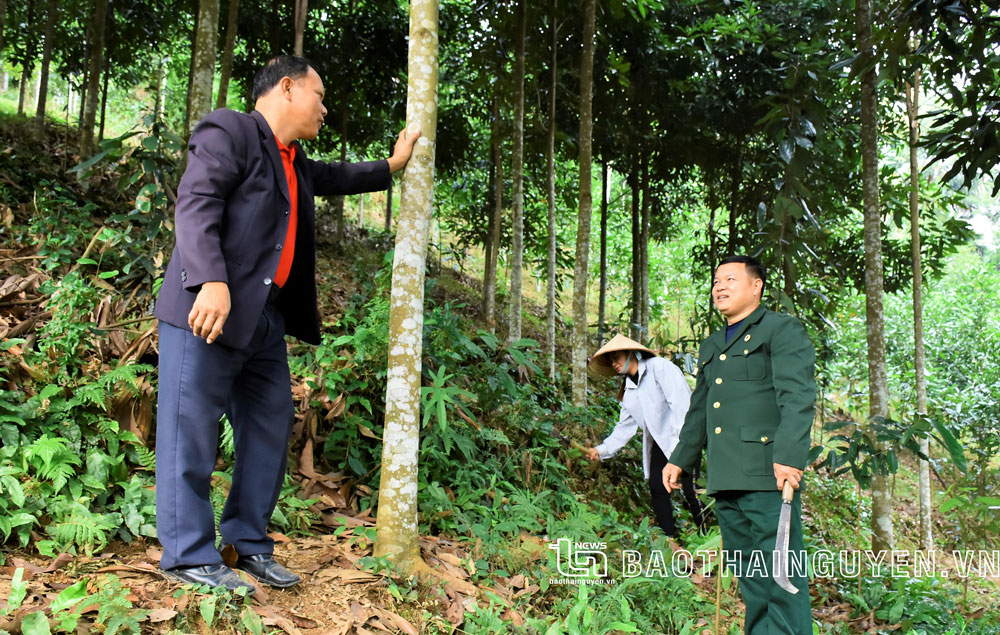  Mô hình trồng quế của gia đình đồng chí Triệu Thanh Bình (bên trái), hội viên Chi hội CCB xóm Đồng Đình, xã Kim Phượng.