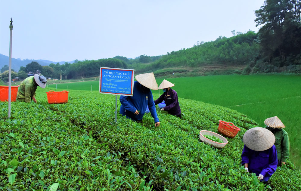  Vườn chè trong mô hình Tổ hợp tác chè Tân Lợi của gia đình bà Lâm Thị Năm, xóm Đồng Lâm.