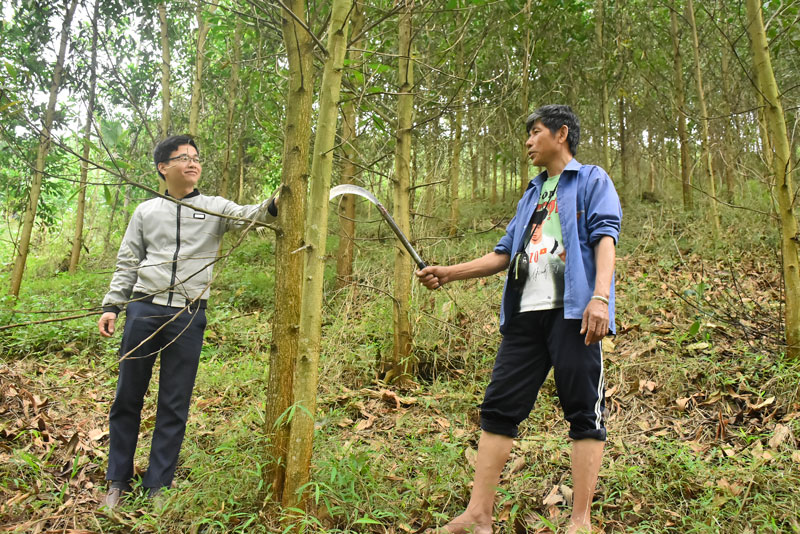  Phát triển kinh tế đồi rừng góp phần nâng cao đời sống cho người dân xóm Thịnh Mỹ, xã Tân Thịnh (Định Hóa). Trong ảnh: Vườn keo của gia đình ông Ma Thanh Bằng, xóm Thịnh Mỹ (ảnh chụp trước ngày 16/3/2020).