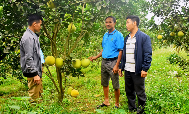  Người dân La Đao (Tân Kim,Phú Bình) mạnh dạn chuyển đổi cơ cấu cây trồng và xóm hiện có diện tích cây ăn quả lớn nhất trong xã. Trong ảnh: Mô hình cây ăn quả của gia đình ông Nguyễn Văn Lân, xóm La Đao.