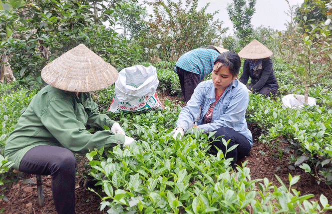  Người dân xóm Soi Mít thu hái chè xuân.