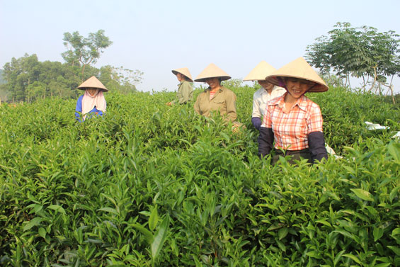  Nông dân thôn Phú Hội 1, xã Sơn Phú (Định Hóa) thu hái chè.