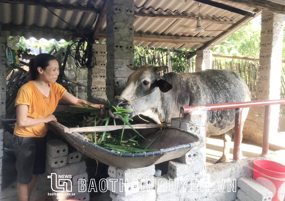  Chị Nguyễn Thị Lên, xóm Đoàn Kết, xã Dân Tiến (Võ Nhai) là hội viên được hỗ trợ bò nái sinh sản.