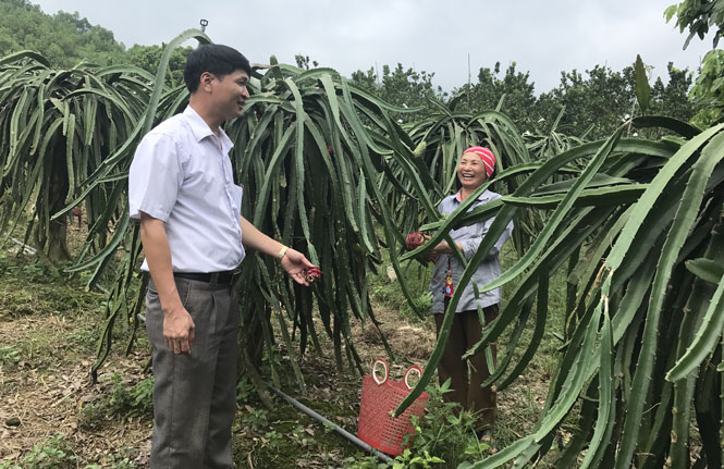  Vườn thanh long của gia đình bà Nguyễn Thị Dím, xóm Khe Đù, xã Phúc Thuận (T.X Phổ Yên).