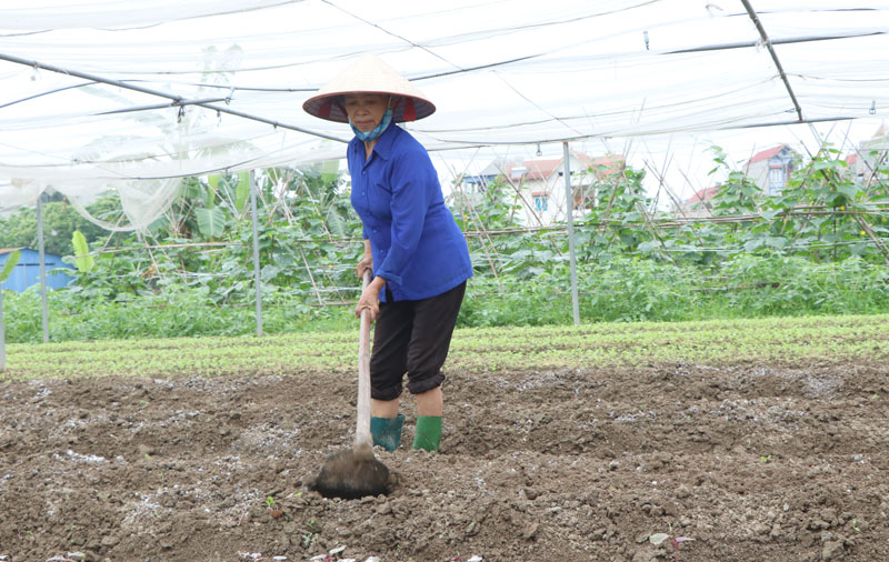  Rau màu đã trở thành nguồn thu nhập chính của không ít hộ dân tại xã Đông Cao. Trong ảnh: Người dân xóm Trại, xã Đông Cao làm đất để sản xuất rau xanh an toàn.