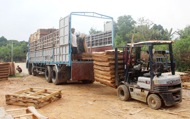  Trên địa bàn huyện Đồng Hỷ hiện có 86 cơ sở chế biến lâm sản, tạo việc làm ổn định cho hàng nghìn lao động địa phương. Trong ảnh: Cơ sở chế biến lâm sản của gia đình ông Bàn Trung Bắc, ở xóm Cây Thị, xã Cây Thị, mỗi tháng xuất bán ra thị trường khoảng 200m3 gỗ bóc.