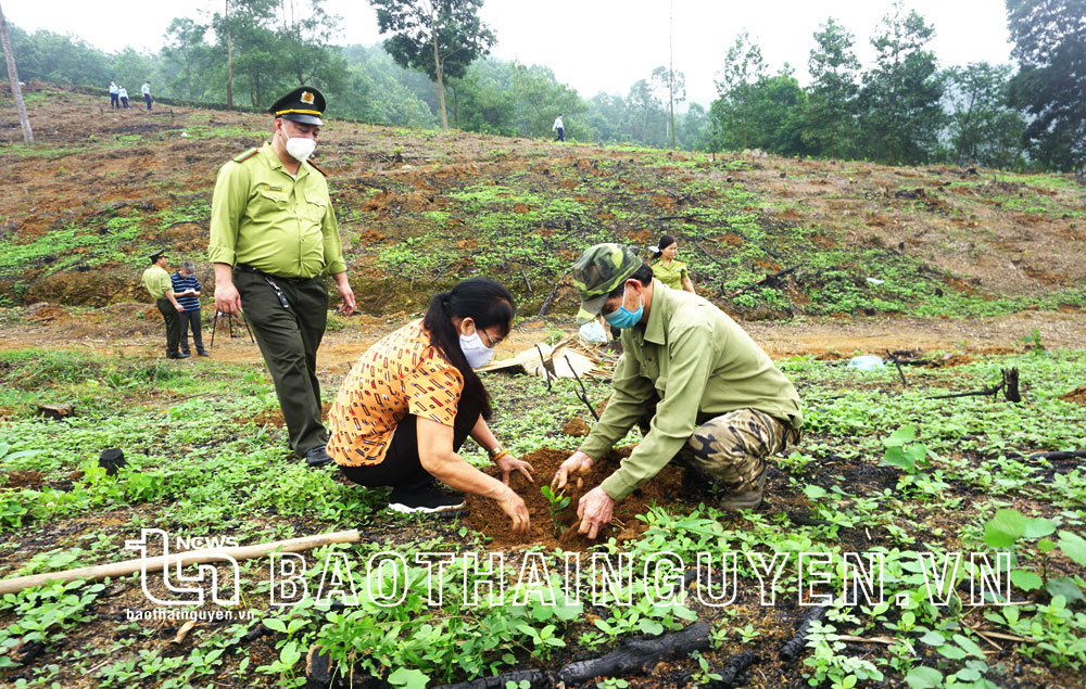  Người dân thị trấn Hùng Sơn (Đại Từ) trồng rừng bằng giống keo tai tượng và keo Úc.