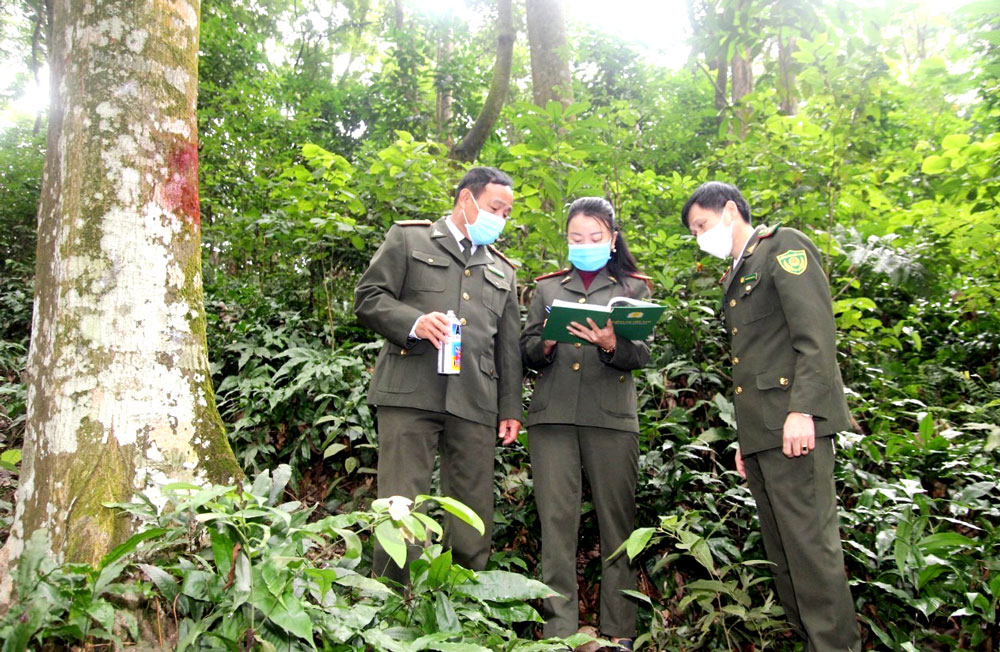  Cán bộ Hạt Kiểm lâm huyện Đồng Hỷ khảo sát thực tế, đánh giá hiệu quả của mô hình trồng rừng lim xanh 30 năm tuổi tại xã Hóa Thượng.