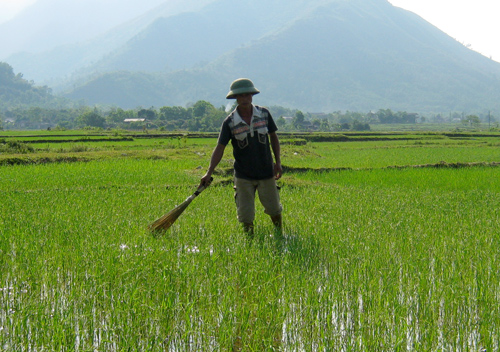  Anh Đỗ Văn Ngân, xóm Đồng Gốc, xã Cát Nê (Đại Từ) đang dùng chổi tre quét cho vỡ tổ sâu cuốn lá nhỏ.