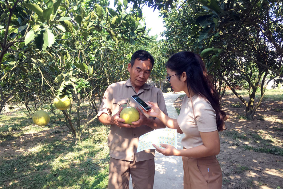  Từ năm 2019 đến nay, các thành viên Tổ hợp tác sản xuất bưởi theo tiêu chuẩn VietGAP tại xã Tân Quang (T.P Sông Công) đã sử dụng tem truy xuất nguồn gốc dán trên sản phẩm.