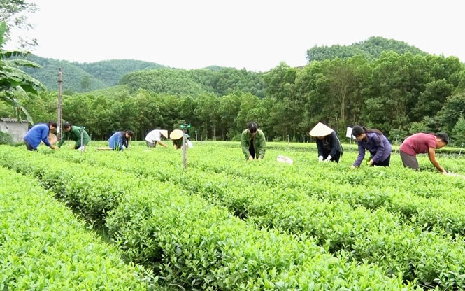  Các thành viên HTX trà Cao Sơn, ở xóm Khe Lim, xã Bình Sơn (T.P Sông Công) thu hái chè sản xuất theo hướng hữu cơ. Đến nay, HTX có 3 sản phẩm chè đạt chuẩn OCOP.