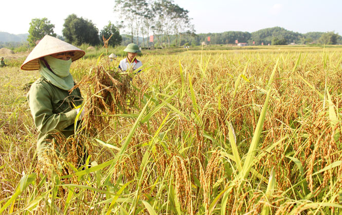  Nông dân xã Ôn Lương (Phú Lương) - là 1 trong 3 xã ở vùng “Tam Hợp” - thu hoạch lúa Nếp vải. 