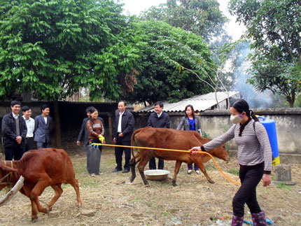 Cán bộ thú y huyện Phổ Yên hướng dẫn bà con xã Trung Thành cách phun thuốc khử trùng cho đàn gia súc bị nhiễm bệnh LMLM.