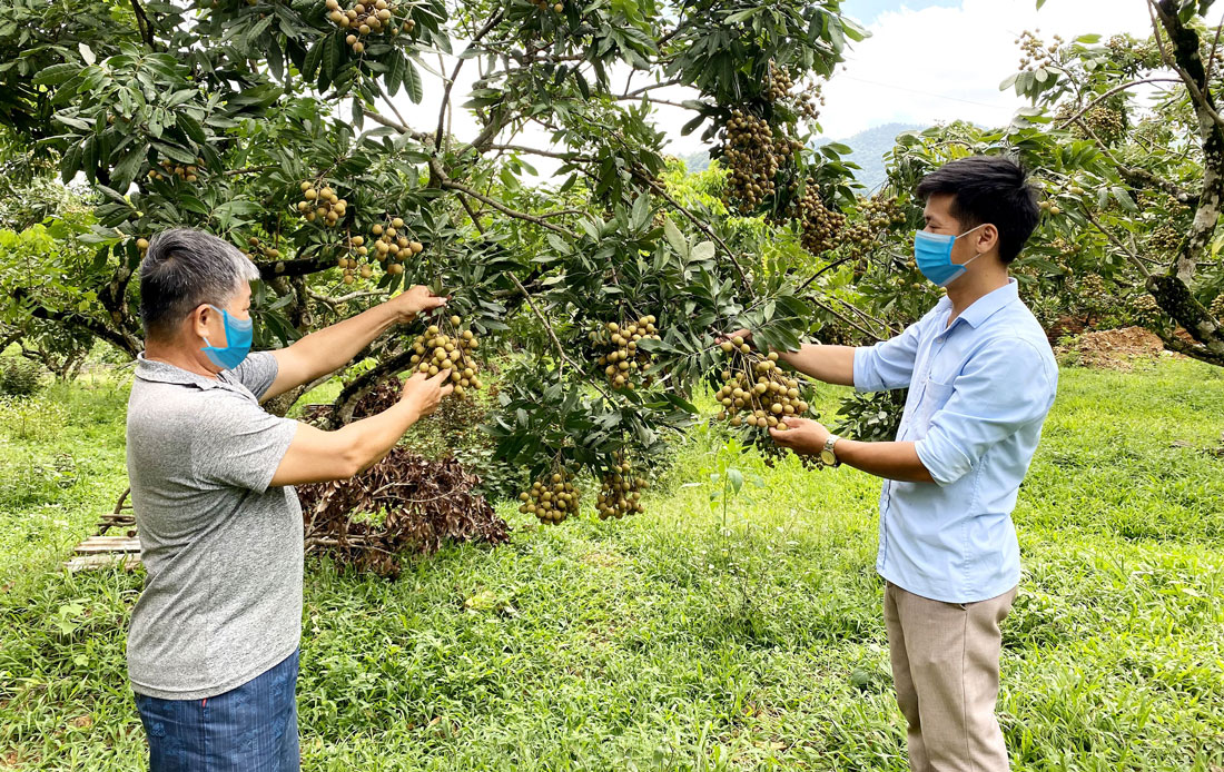  Gia đình ông Nông Văn Nghĩa (bên trái), ở xóm Làng Mới, là 1 trong 15 hộ tham gia mô hình ghép cải tạo nhãn được triển khai trong hai năm (2020-2021) với quy mô 3ha tại xã Tân Long (Đồng Hỷ).