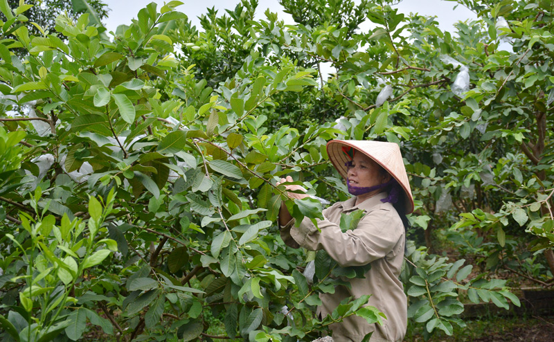  Các mô hình trồng ổi đang phát triển mạnh ở xã Bảo Cường (Định Hóa) với tổng diện tích trên 15ha.