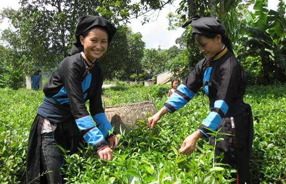  Người dân Thái Nguyên vui vẻ chào đón du khách đến với các vùng chè của tỉnh.