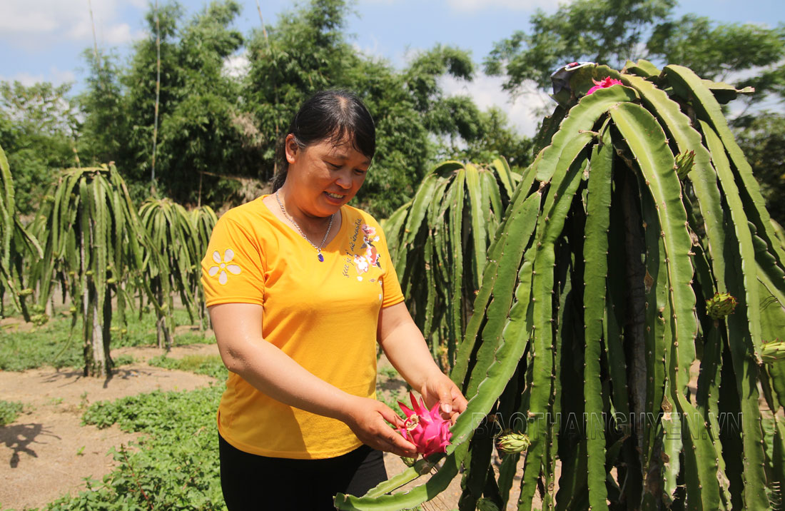  Chị Dương Thị Sinh (vợ anh Văn), xóm Cao Phong, xã Hợp Tiến (Đồng Hỷ) chăm sóc vườn thanh long ruột đỏ của gia đình.