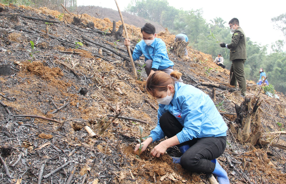  Tại Lễ phát động, đoàn viên, thanh niên đã trồng 5.000 cây quế giúp hộ nghèo