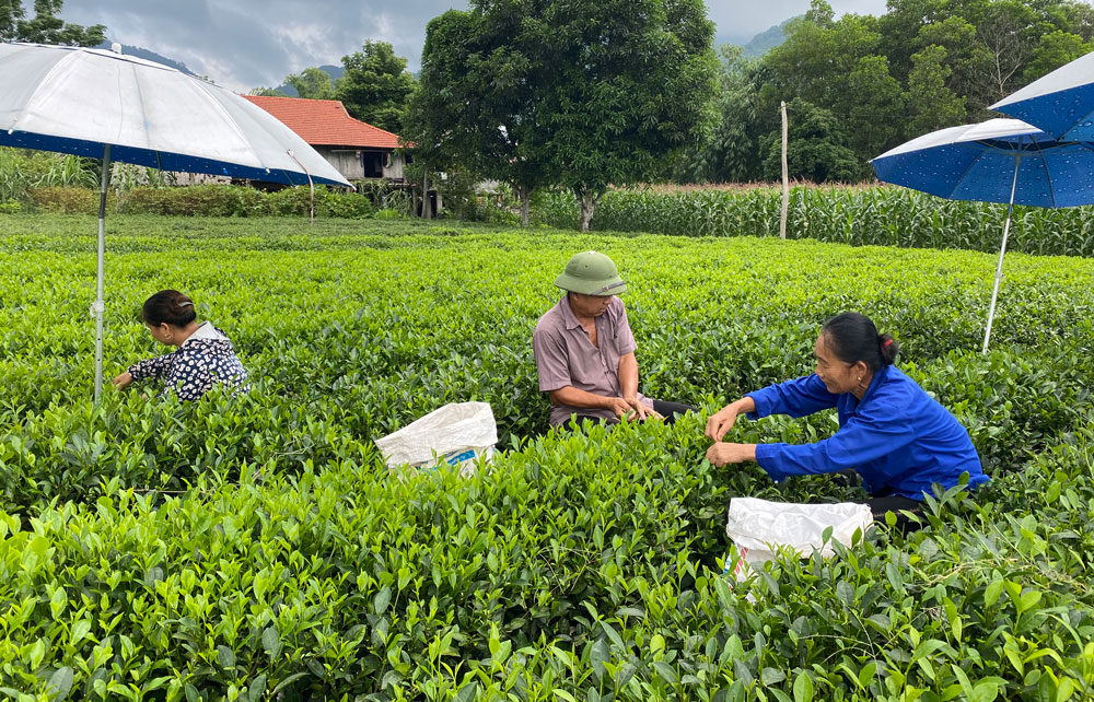  Bà con xóm Tân Đô, xã Hòa Bình (Đồng Hỷ) thu hái chè đổi công.