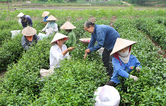  Thu hái chè ở xã Tân Cương (T.P Thái Nguyên).